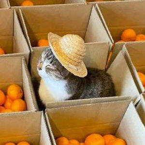 Meet your Posher, Shayla